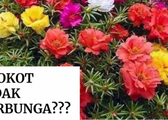 Kreatif! Cara Membuat Bonsai dari Bunga Krokot yang Mudah dan Cepat Berbunga