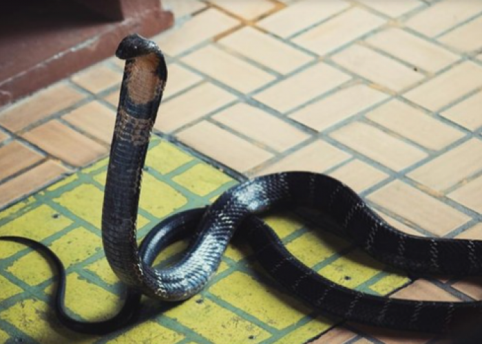 Kobra Masuk Rumah, Jangan Panik! Ini Langkah Aman Menghadapinya