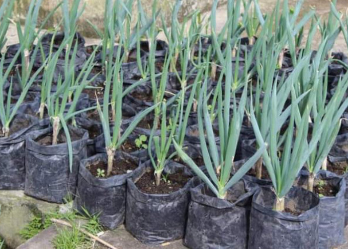 Cara Menanam Daun Bawang di Rumah, Hemat Biaya!