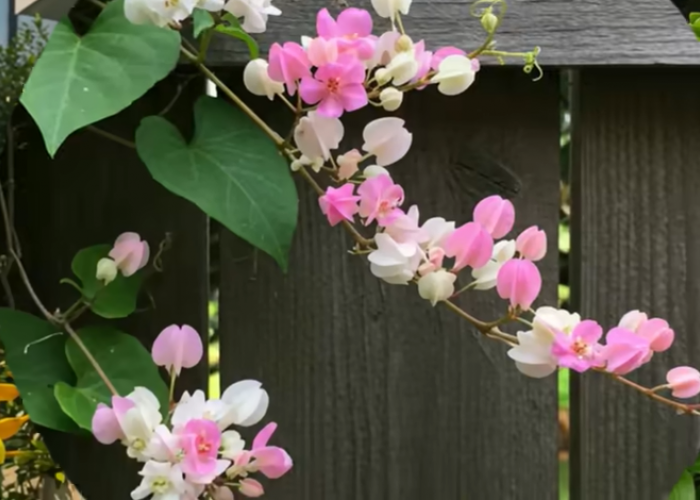 Desain Taman Bunga Pagar Rumah Anti-Mainstream yang Mengubah Tampilan Eksterior