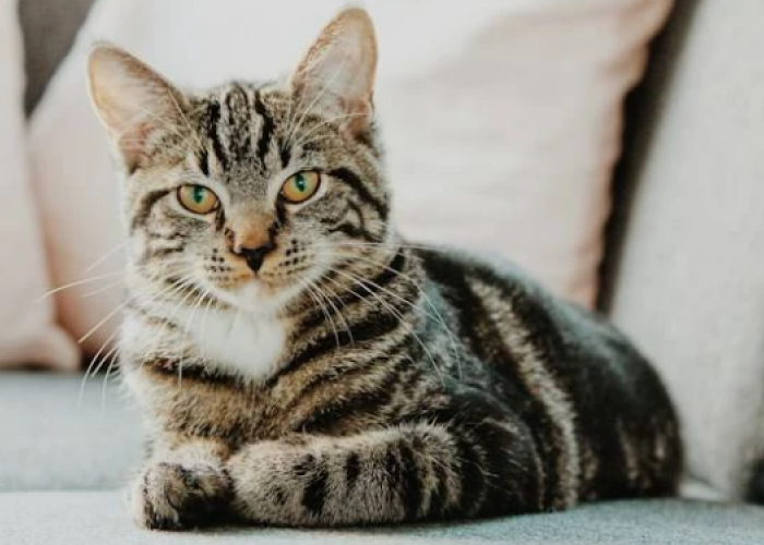  Jenis Kucing Kampung Langka di Indonesia: Lebih dari Sekadar Hewan Jalanan