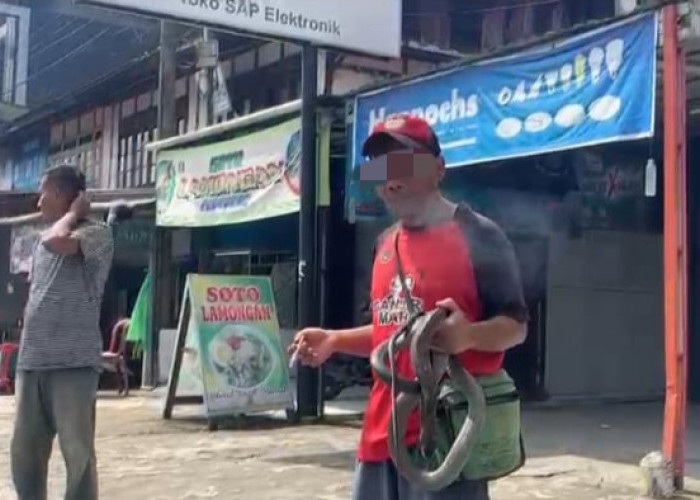 Viral Pria Bermain Ular Kobra, Berujung Maut di Kepahiang