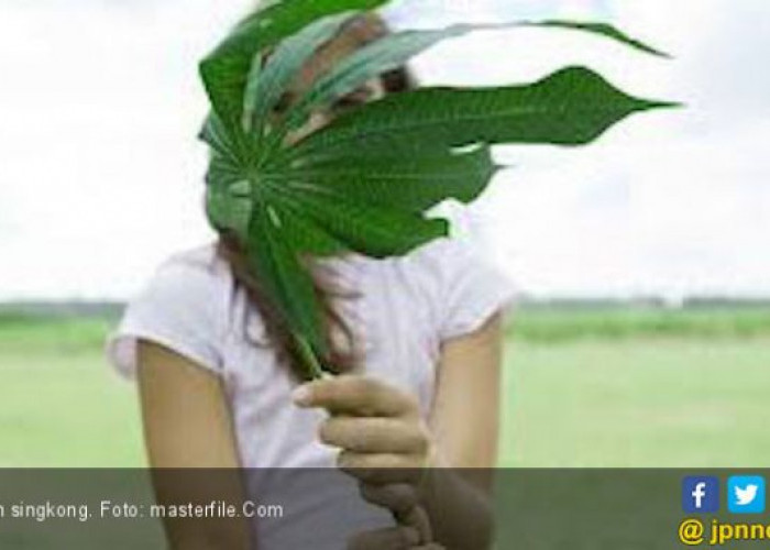 Luar Biasa! Ini Khasiat Minum Air Rebusan Daun Singkong Campur Jahe dan Madu bagi Tubuh