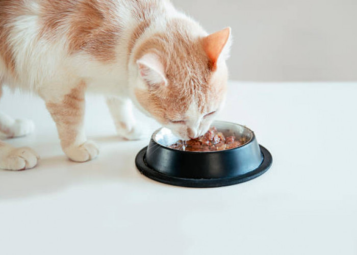 Mitos dan Fakta Kucing Pembawa Keberuntungan bagi Pemiliknya