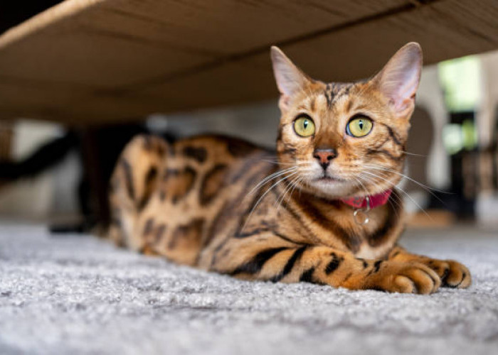 Panduan Lengkap Memilih Makanan Kucing Bengal: Nutrisi Tepat untuk Si Macan Kecil yang Aktif
