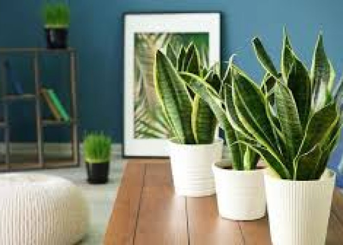 Jenis Tanaman Hias Hidroponik Populer dan Panduannya