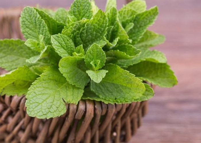 Bahaya Mengerikan Mengonsumsi Daun Mint untuk Penderita Maag