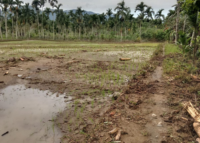  4 Hektar Padi Baru Tanam Disapu Luapan Bioa Baes, Warga Terdampak Minta Penanganan Serius oleh Pemerintah 