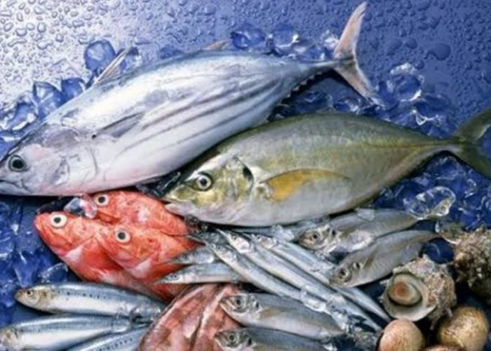 Deretan Ikan Dengan Kandungan Merkuri Terbanyak, Apakah Berbahaya Jika Dikonsumsi?