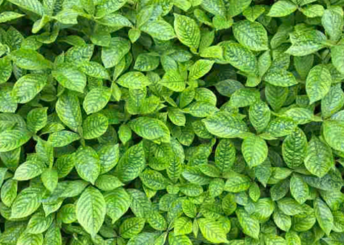 3 Manfaat Daun Keji Beling untuk Kesehatan Tubuh, Obat Herbal Alami 