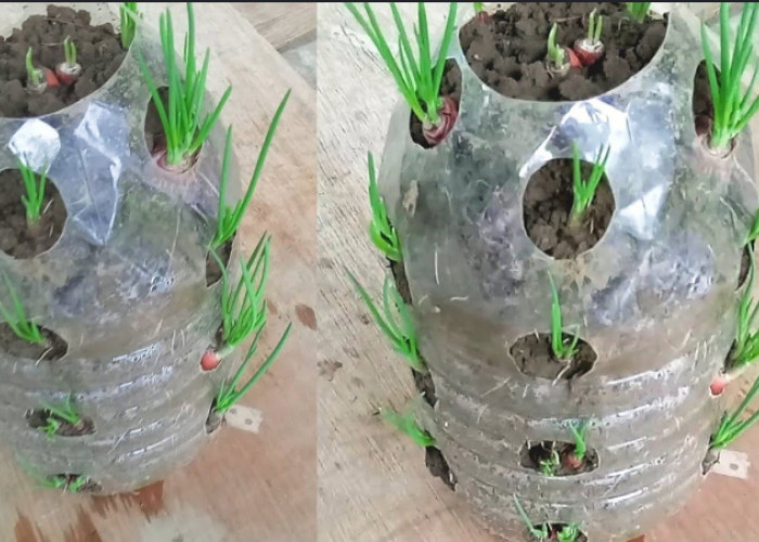 Cara Menanam Bawang Merah dalam Botol Plastik Bekas