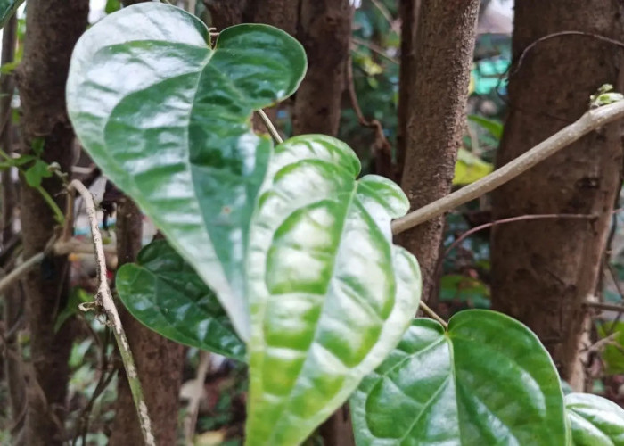 3 Manfaat Daun Sirih, Bantu Obati Radang Prostat