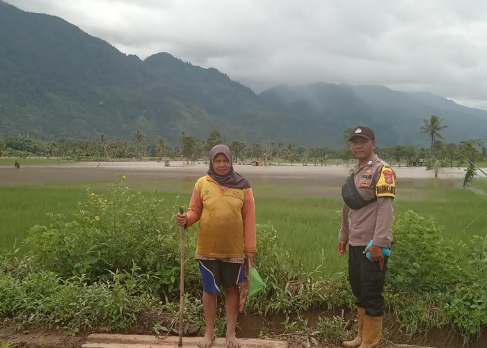 Darurat! Sungai Ketahun Meluap, 20 Hektar Sawah Diambang Gagal Panen