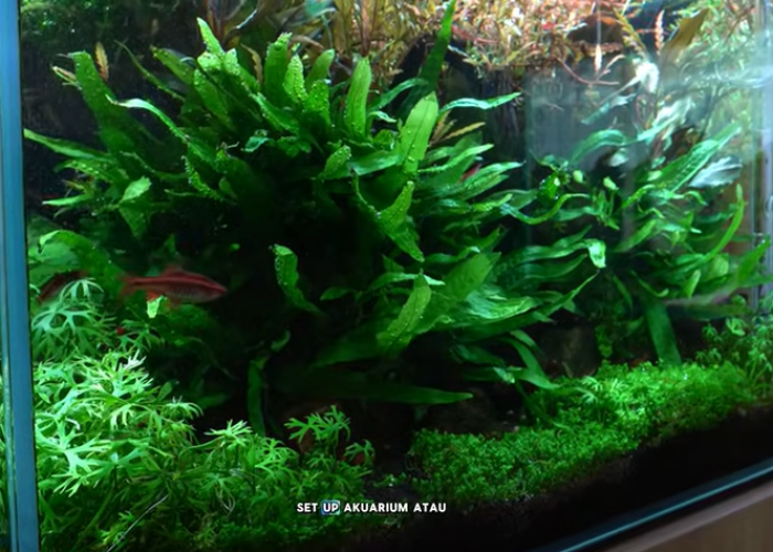 5 Rekomendasi Bakteri Starter Murah Terbaik untuk Akuarium dan Kolam Ikan