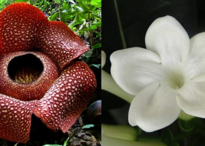  Jenis Bunga Langka  Ini Jadi Bunga Nasional Indonesia