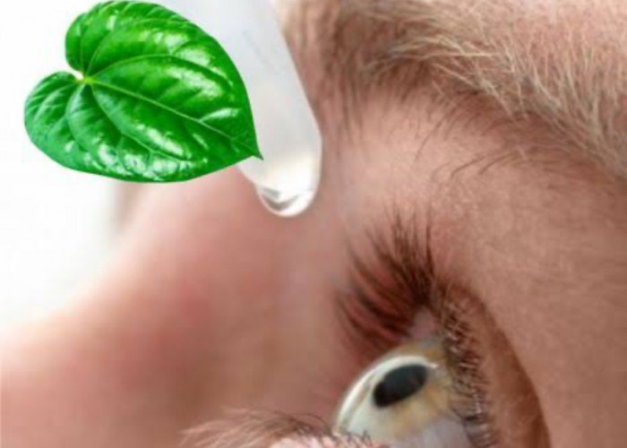 Tanaman Herbal yang Baik untuk Menjaga Kesehatan Mata 