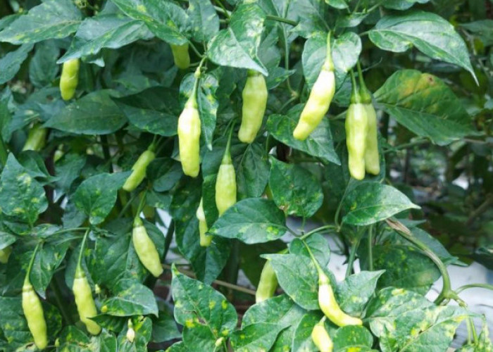 Cara Menanam Cabai Rawit Hijau di Polybag Anti Gagal