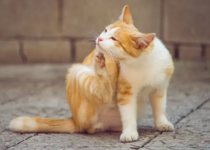 Mengenal Berbagai Jenis Kucing Kampung: Pesona Kucing Domestik Indonesia yang Tangguh