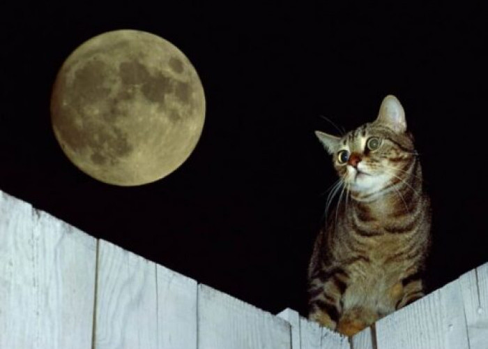 Perhatikan! Apa Sebenarnya Penyebab Kucing Mengeong Keras pada Malam Hari? Mari Jelajahi Penyebabnya 