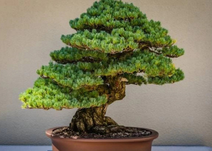 3 Tanaman Penghambat Rezeki di Rumah Menurut Fengsui