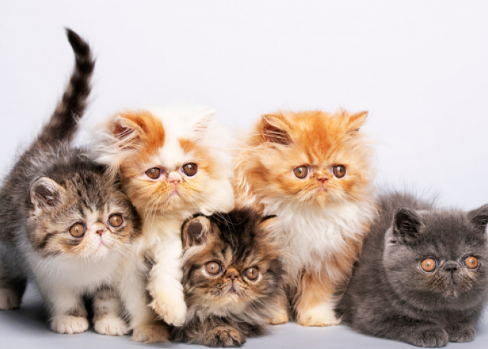 Kucing Persia, Saat Kemewahan Bertemu Kelembutan Menjadi Teman dengan Tatapan Mata yang Memikat
