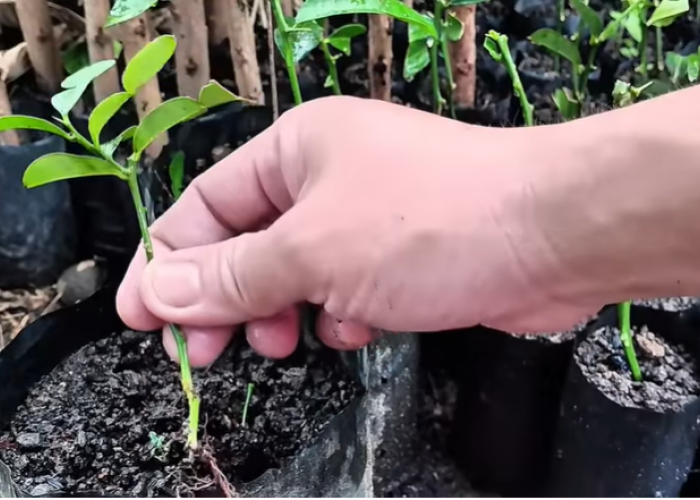 Cara Mudah Stek Pucuk Jeruk Purut agar Cepat Berakar untuk Pemula