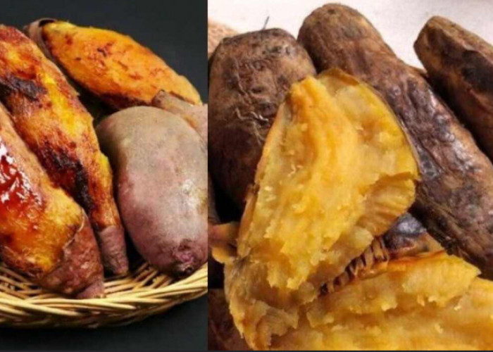 Ini Cara Menanam Ubi Cilembu yang Rasanya Manis dan Enak