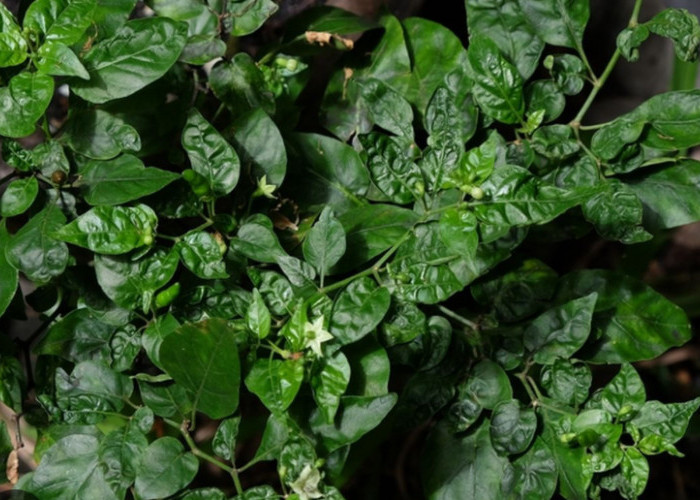 Daun Cabai Keriting dan Kering? Ini Penyebabnya