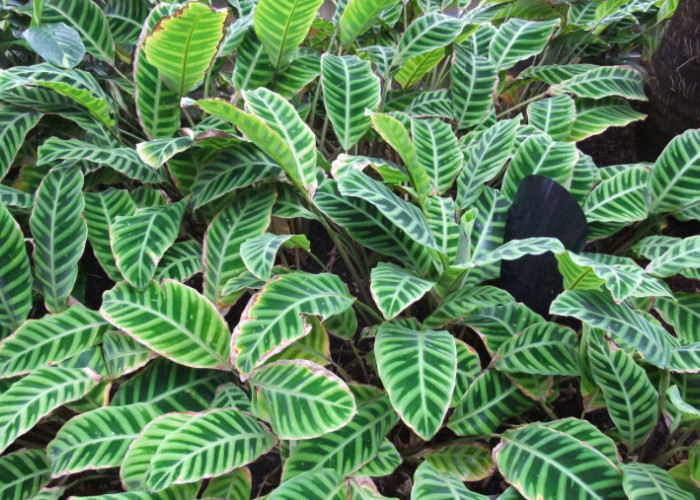 4 Aneka Jenis Calathea Termurah hingga Termahal