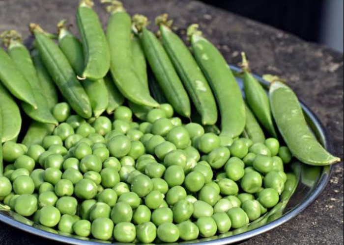 Manfaat Kacang Polong, Bantu Lindungi Tubuh dari Penyakit Kronis Ini