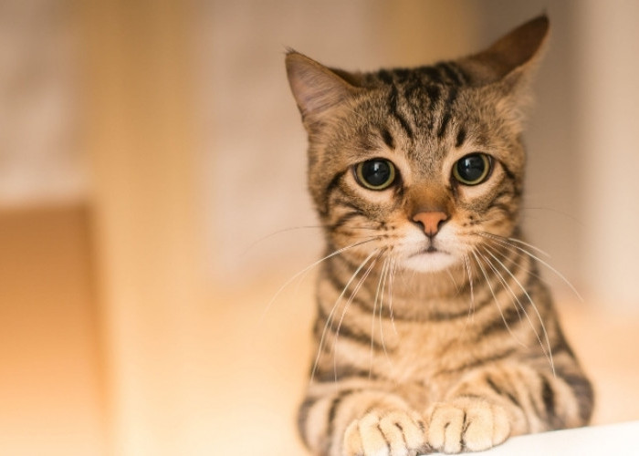 Kucing Sering Mengeong dengan Keras Tanpa Henti, Oh Ternyata Ini Penyebabnya