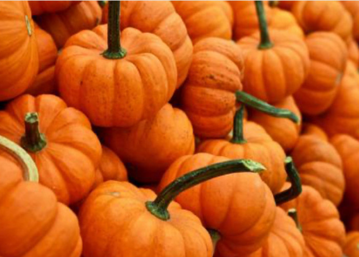 Cara Menanam Zucchini atau Labu Mini di Polybag