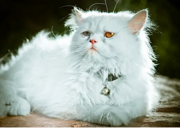 Mengenal Jenis Kucing di Indonesia: Dari Ras Asli Hingga Kucing Hutan yang Dilindungi