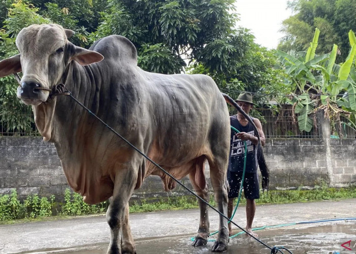 Sempat Gagal Dilirik Jokowi, Kini Sapi 'Mbah Iran' Milik Peternak Bantul Resmi Dipinang Presiden Prabowo