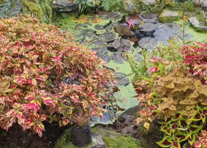 Tanaman Hias Gantung Jadi Solusi Mempercantik Rumah Tanpa Butuh Lahan Luas
