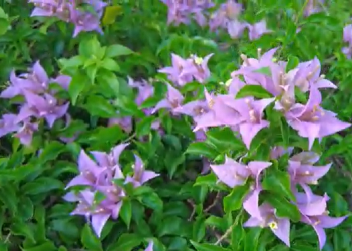 5 Tanaman Hias Merambat Berbunga Cantik untuk Mempercantik Pekarangan Rumah