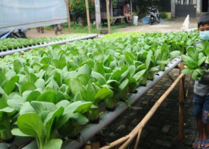 5 Rekomendasi Tanaman Hidroponik untuk Kebun Sayur Belakang Rumah