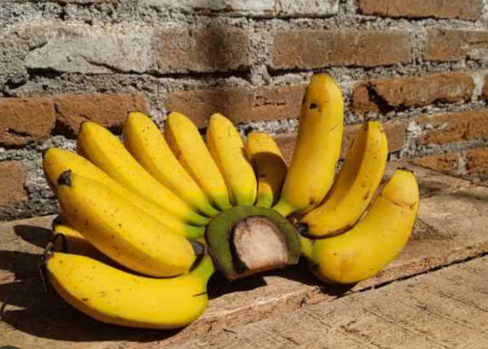5 Menu Sarapan Terbaik untuk Menurunkan Berat Badan