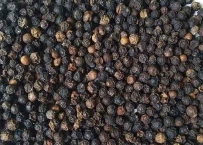 4 Manfaat Lada Hitam yang Bikin Kaget