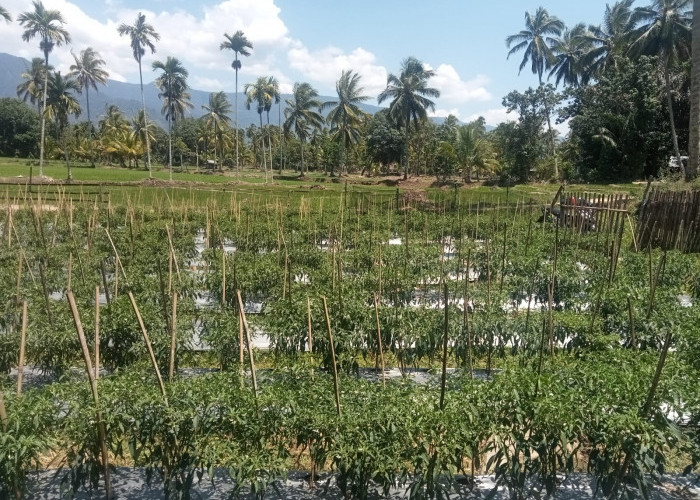 Harga Cabai di Lebong Masih Mahal, Tembus Rp 80 Ribu per Kilo