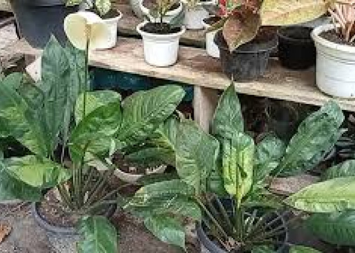 6 Jenis Pupuk Tanaman yang Wajib Diketahui agar Tanaman Tumbuh Subur dan Berbuah Lebat