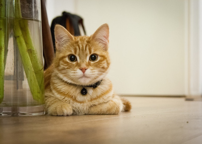 10 Fakta Aneh tentang Kucing yang Mungkin Anda Tidak Ketahui