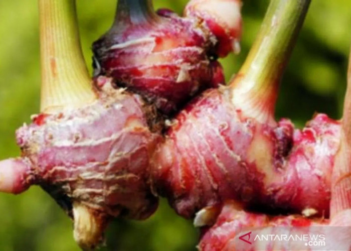 3 Herbal Alami Peningkat Stamina dan Gairah untuk Hubungan Suami Istri yang Harmonis
