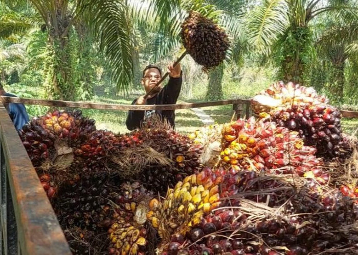 Aturan Baru Ekspor Sawit Tak Jelas, Popsi: Buah Sawit Petani Membusuk di Kebun