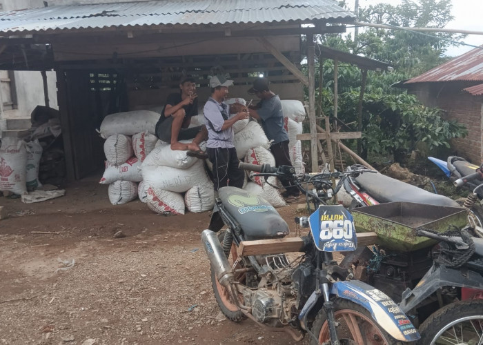 Dilema Petani Kopi Lebong, Harga Biji Kopi Masih Bertahan Rp 48 Ribu Per Kg