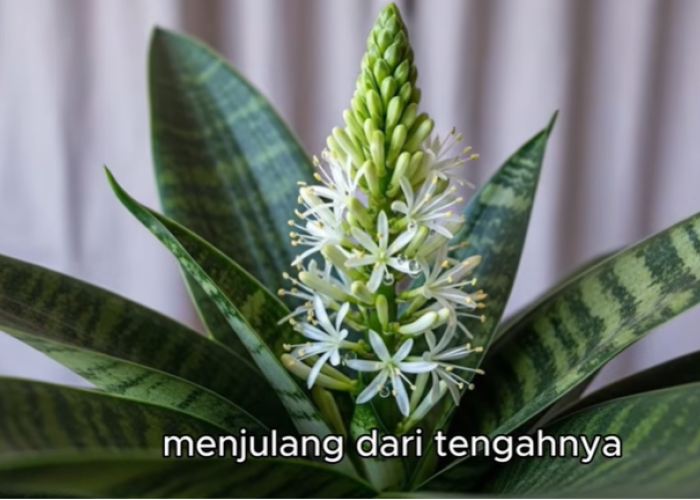 Misteri Lidah Mertua Berbunga: Penjelasan Ilmiah, Filosofi Feng Shui, dan Makna Tradisional