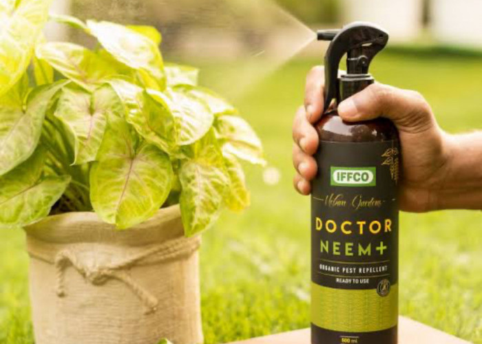 Manfaat Neem Oil Untuk Kulit, Rambut Hingga Kulit Kepala