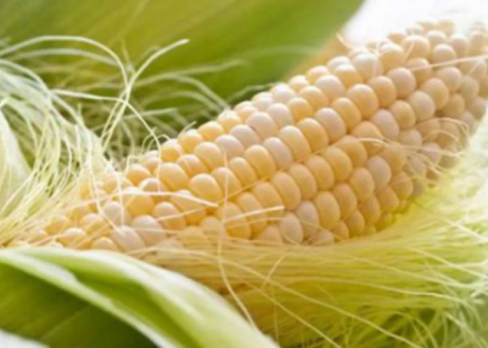 Jangan Dibuang! Ini 7 Manfaat Rebusan Rambut Jagung untuk Kesehatan Tubuh