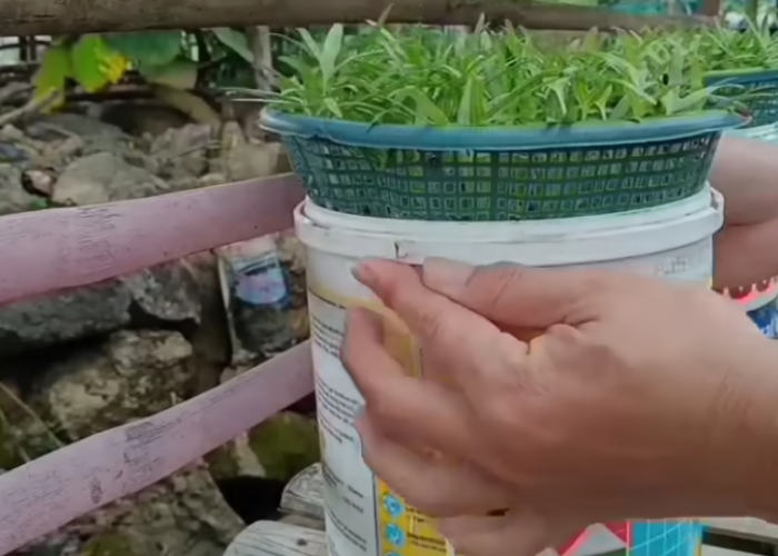 Cara Menanam Kangkung Hidroponik di Ember dengan Media Arang Sekam