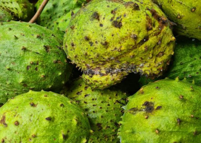 Punya Keluhan Ambeien dan Darah Tinggi? Coba Atasi Secara Alami dengan Ramuan Daun Ini